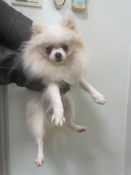 【待認養】博美犬 狗 (女生) - 嘉義市動物保護教育園區