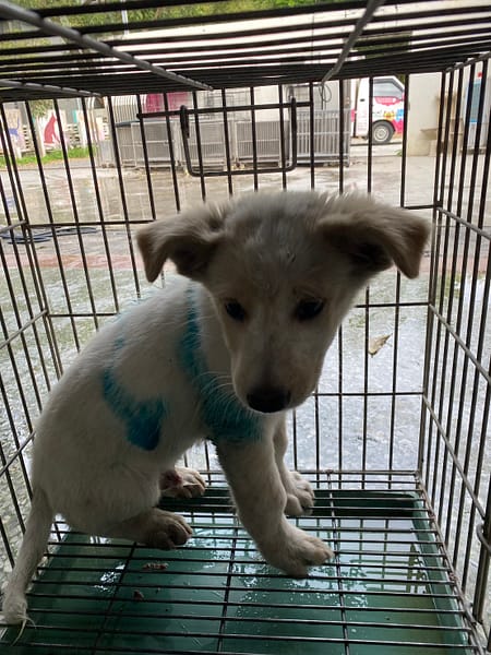 【待認養】混種犬 狗 (男生) - 臺南市動物之家善化站