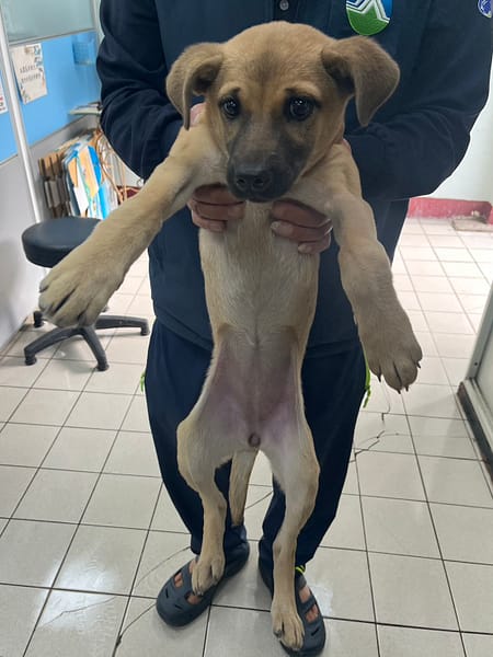 【待認養】混種犬 狗 (女生) - 彰化縣流浪狗中途之家