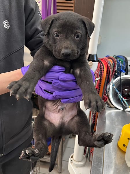 【待認養】混種犬 狗 (男生) - 彰化縣流浪狗中途之家