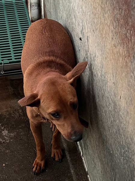 【待認養】混種犬 狗 (女生) - 彰化縣流浪狗中途之家
