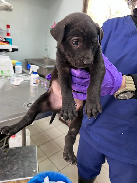 【待認養】混種犬 狗 (男生) - 彰化縣流浪狗中途之家