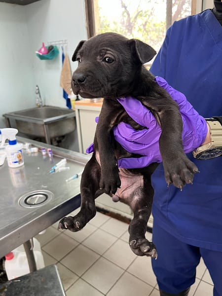 【待認養】混種犬 狗 (女生) - 彰化縣流浪狗中途之家