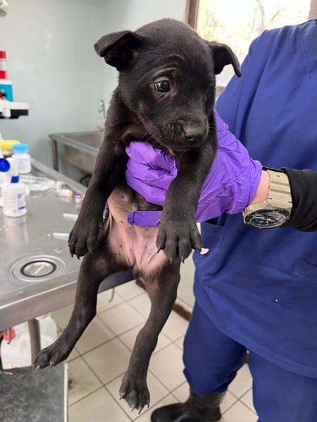 【待認養】混種犬 狗 (女生) - 彰化縣流浪狗中途之家