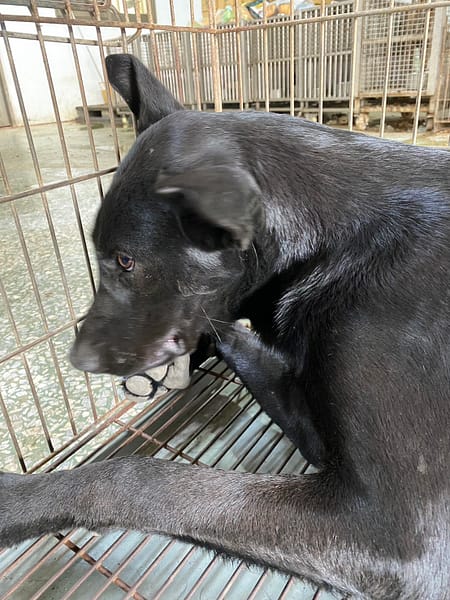 【待認養】混種犬 狗 (男生) - 臺南市動物之家善化站