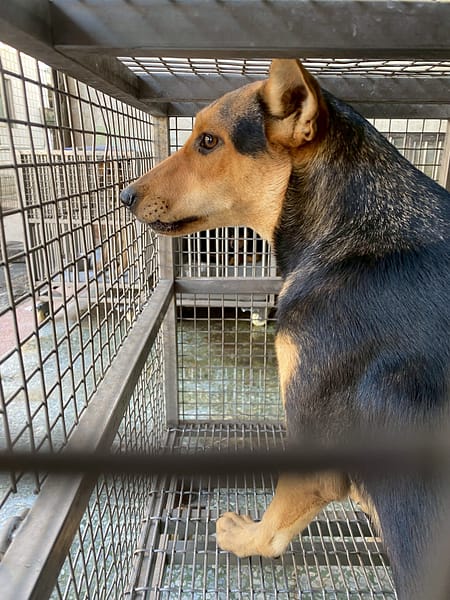 【待認養】混種犬 狗 (女生) - 臺南市動物之家善化站