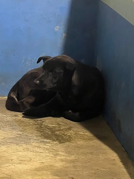 【待認養】混種犬 狗 (男生) - 苗栗縣動物保護教育園區