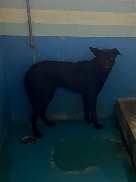 【待認養】混種犬 狗 (男生) - 苗栗縣動物保護教育園區