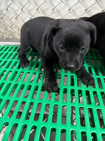 【待認養】混種犬 狗 (女生) - 臺東縣動物收容中心