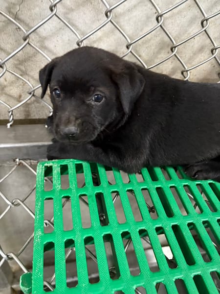 【待認養】混種犬 狗 (女生) - 臺東縣動物收容中心