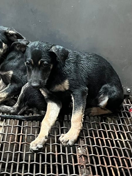 【待認養】混種犬 狗 (女生) - 彰化縣流浪狗中途之家