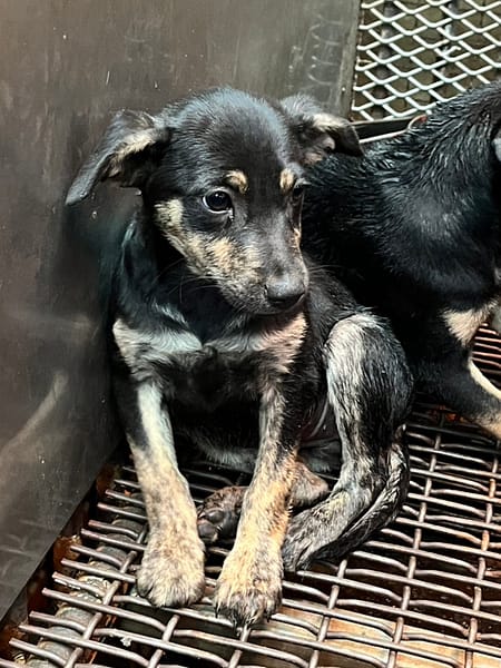 【待認養】混種犬 狗 (女生) - 彰化縣流浪狗中途之家