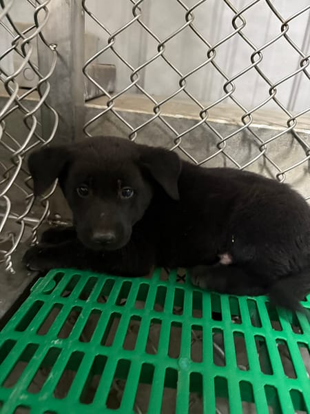 【待認養】混種犬 狗 (女生) - 臺東縣動物收容中心