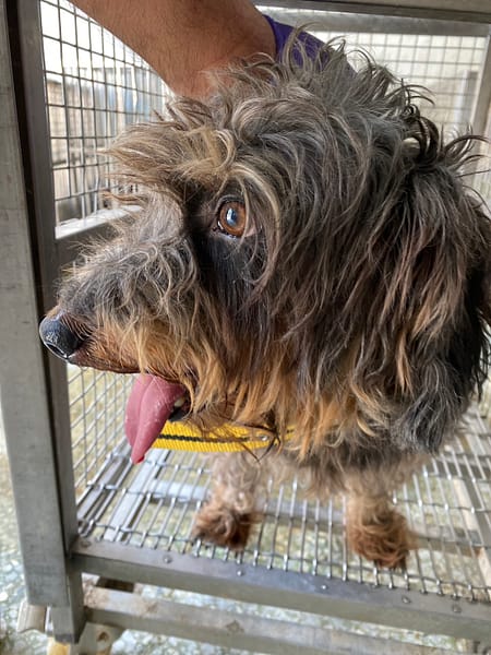 【待認養】混種犬 狗 (男生) - 臺南市動物之家善化站