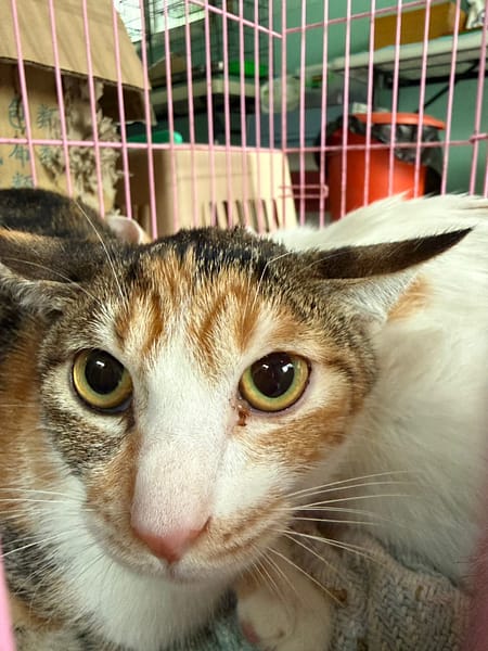 【待認養】混種貓 貓 (女生) - 臺南市動物之家善化站