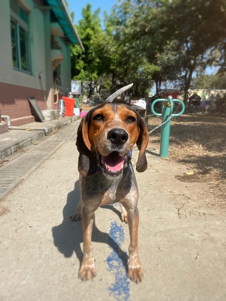 【待認養】波音達指示犬(英系) 狗 (女生) - 臺南市動物之家善化站