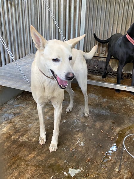 【待認養】混種犬 狗 (女生) - 臺南市動物之家善化站