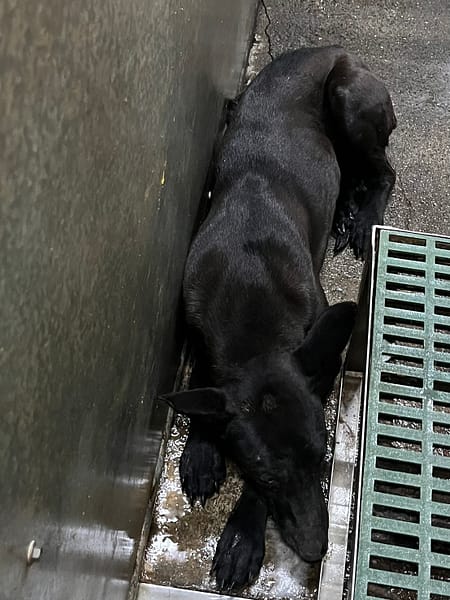 【待認養】混種犬 狗 (女生) - 彰化縣流浪狗中途之家