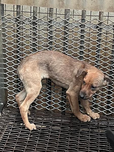 【待認養】混種犬 狗 (女生) - 彰化縣流浪狗中途之家