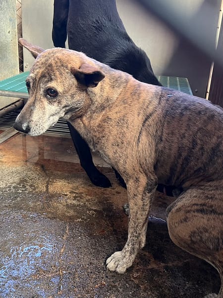 【待認養】混種犬 狗 (男生) - 彰化縣流浪狗中途之家