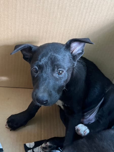 【待認養】混種犬 狗 (女生) - 彰化縣流浪狗中途之家