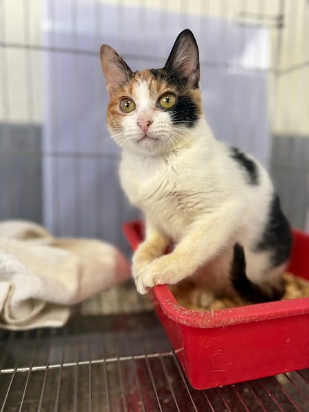 【待認養】混種貓 貓 (女生) - 新北市五股區公立動物之家