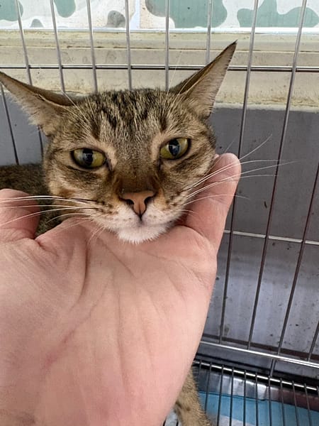 【待認養】混種貓 貓 (女生) - 新北市五股區公立動物之家