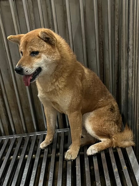 【待認養】柴犬 狗 (男生) - 彰化縣流浪狗中途之家