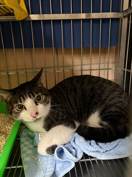【待認養】混種貓 貓 (男生) - 新北市淡水區公立動物之家