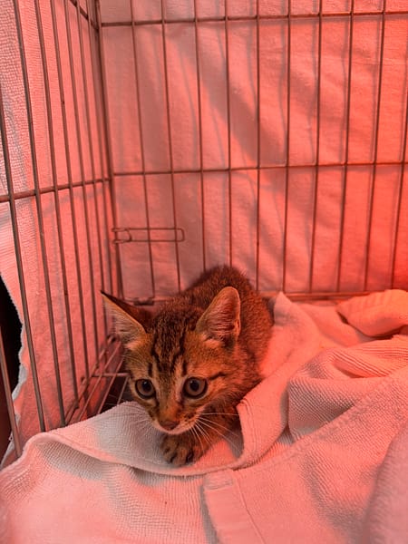 【待認養】混種貓 貓 (男生) - 新北市八里區公立動物之家