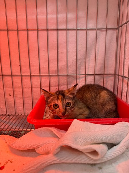 【待認養】混種貓 貓 (女生) - 新北市八里區公立動物之家