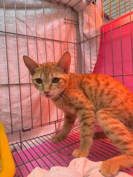 【待認養】混種貓 貓 (女生) - 新北市八里區公立動物之家