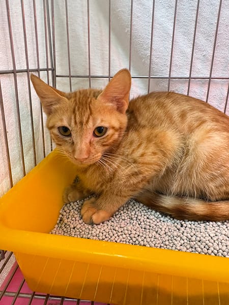 【待認養】混種貓 貓 (女生) - 新北市八里區公立動物之家