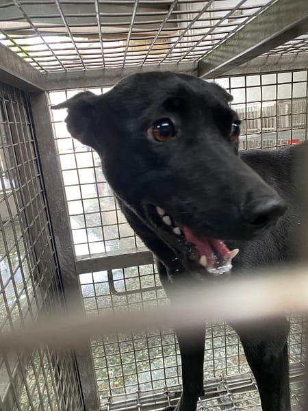 【待認養】混種犬 狗 (女生) - 臺南市動物之家善化站