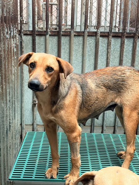 【待認養】混種犬 狗 (女生) - 彰化縣流浪狗中途之家