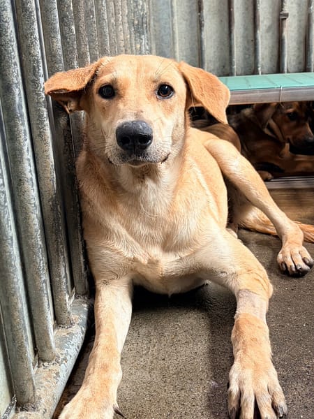 【待認養】混種犬 狗 (女生) - 彰化縣流浪狗中途之家