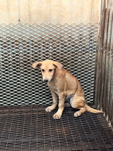 【待認養】混種犬 狗 (女生) - 彰化縣流浪狗中途之家