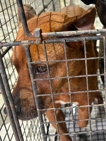 【待認養】混種犬 狗 (女生) - 苗栗縣動物保護教育園區