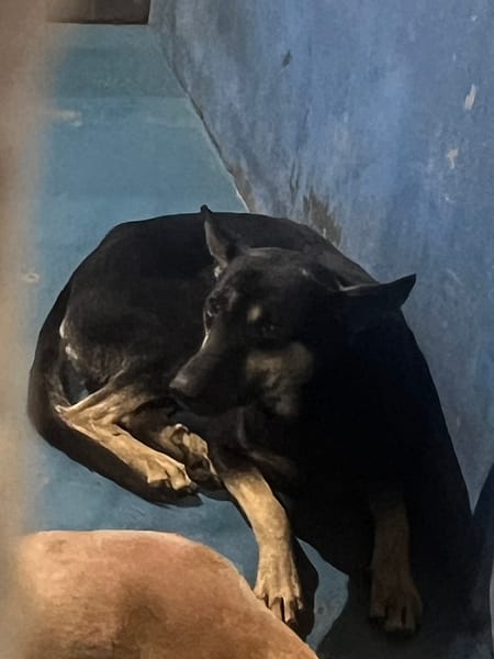 【待認養】混種犬 狗 (男生) - 苗栗縣動物保護教育園區