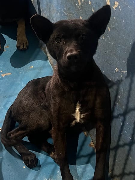 【待認養】混種犬 狗 (男生) - 苗栗縣動物保護教育園區