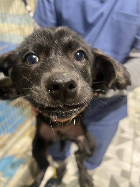 【待認養】混種犬 狗 (男生) - 苗栗縣動物保護教育園區