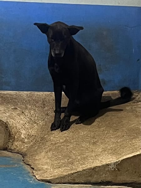 【待認養】混種犬 狗 (女生) - 苗栗縣動物保護教育園區