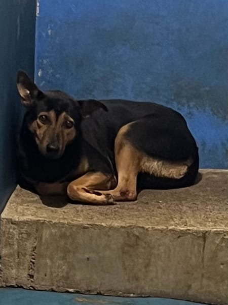 【待認養】混種犬 狗 (男生) - 苗栗縣動物保護教育園區
