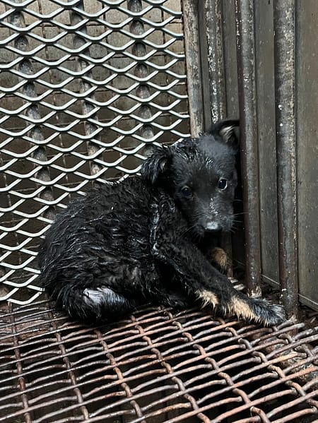 【待認養】混種犬 狗 (男生) - 彰化縣流浪狗中途之家