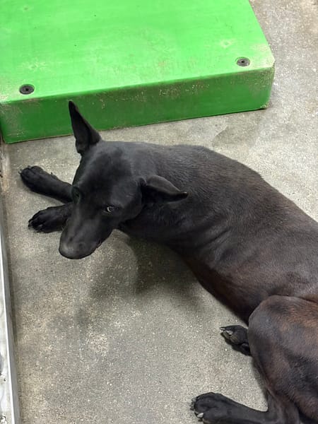 【待認養】混種犬 狗 (女生) - 臺東縣動物收容中心