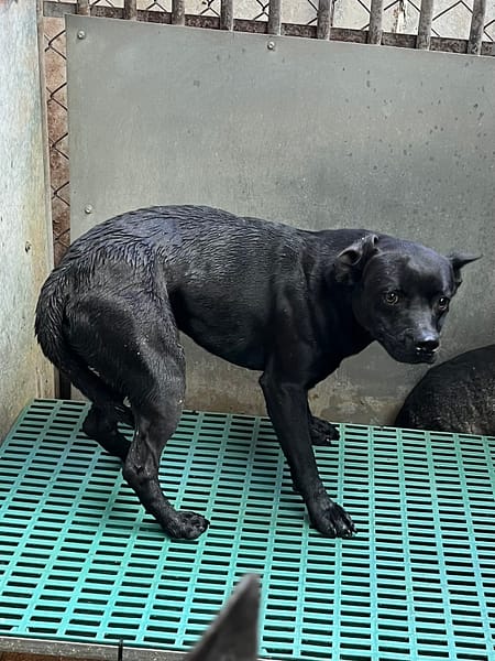 【待認養】混種犬 狗 (男生) - 彰化縣流浪狗中途之家