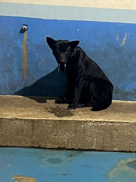 【待認養】混種犬 狗 (男生) - 苗栗縣動物保護教育園區