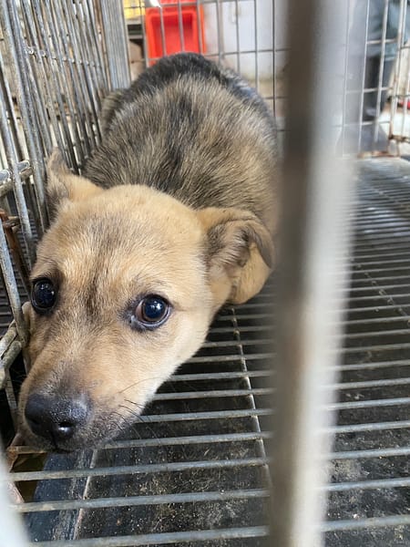 【待認養】混種犬 狗 (女生) - 臺南市動物之家善化站