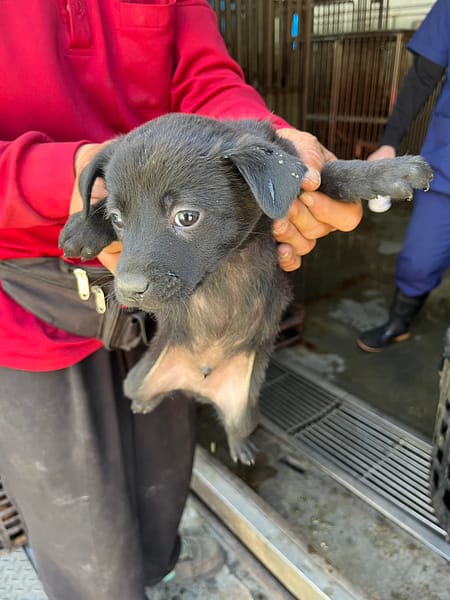 【待認養】混種犬 狗 (男生) - 彰化縣流浪狗中途之家