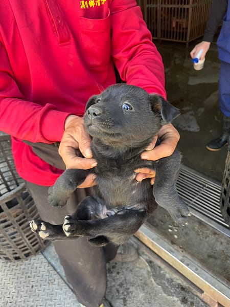 【待認養】混種犬 狗 (男生) - 彰化縣流浪狗中途之家